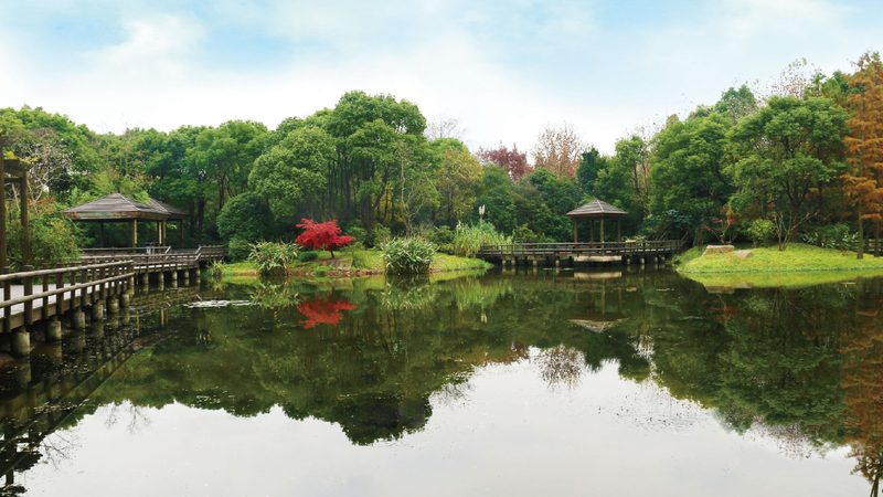 写字楼绿植租摆哪家好