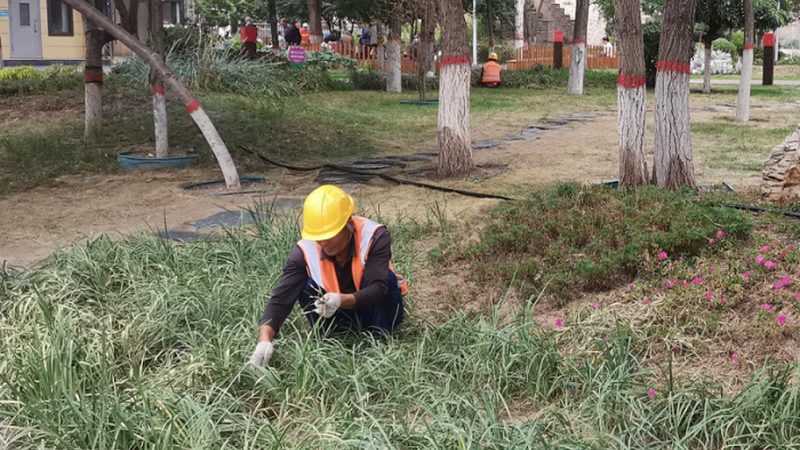 上海苗木种植工期解析：影响因素与实际案例**