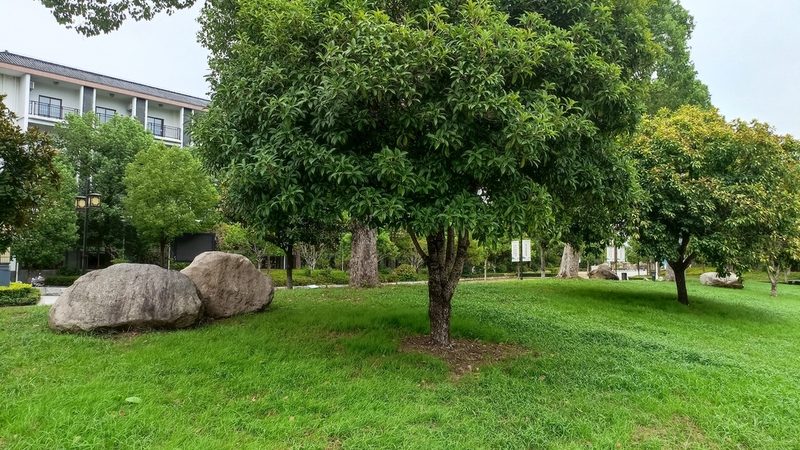苗木种植深度规范2025：深度解析与标准解读**