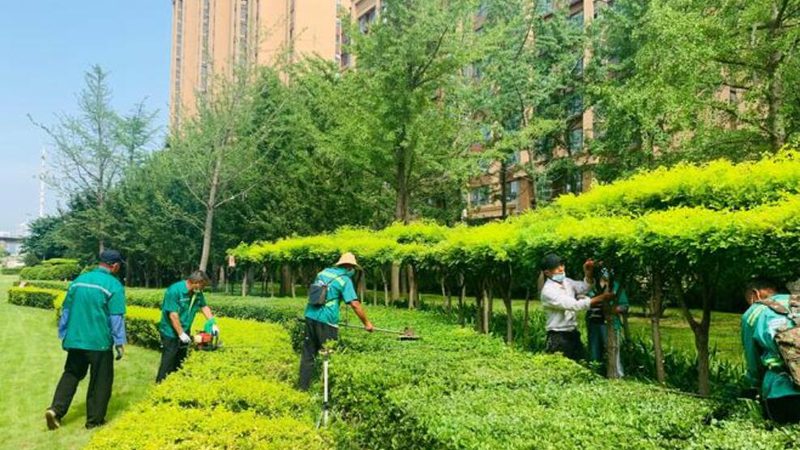 园林苗木种植，这些技术视频教学你不可错过**